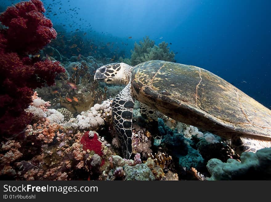 Ocean, sun and hawksbill turtle