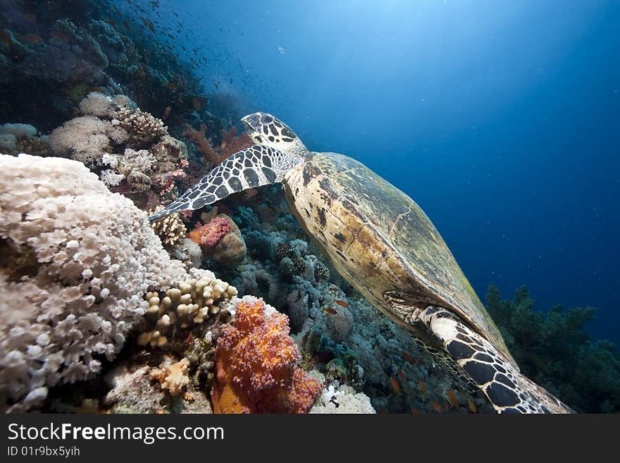 Ocean, sun and hawksbill turtle taken in the red sea.