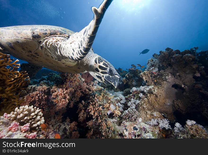 Ocean, sun and  hawksbill turtle taken in the red sea. Ocean, sun and  hawksbill turtle taken in the red sea.