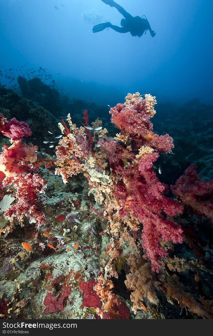 Ocean, sun and coral taken in the red sea.