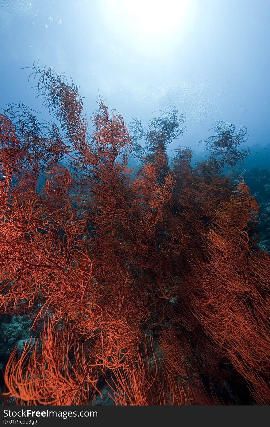 Ocean, sun and branching black coral taken in the red sea.