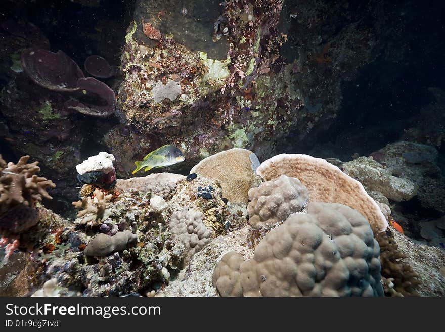 Ocean, coral and fish taken in the red sea.