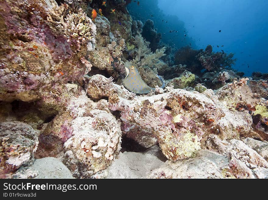 Ocean, sun and fish taken in the red sea.