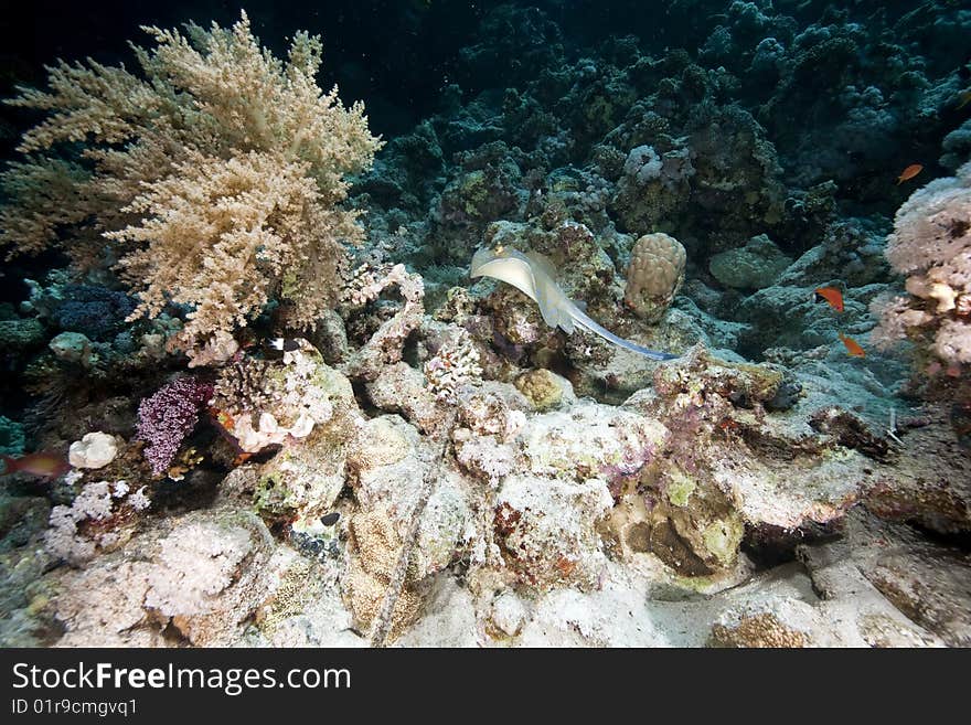 Ocean, coral and fish taken in the red sea.