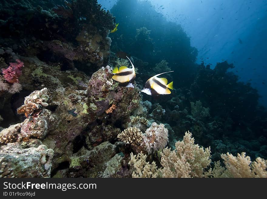 Ocean, sun and fish taken in the red sea.