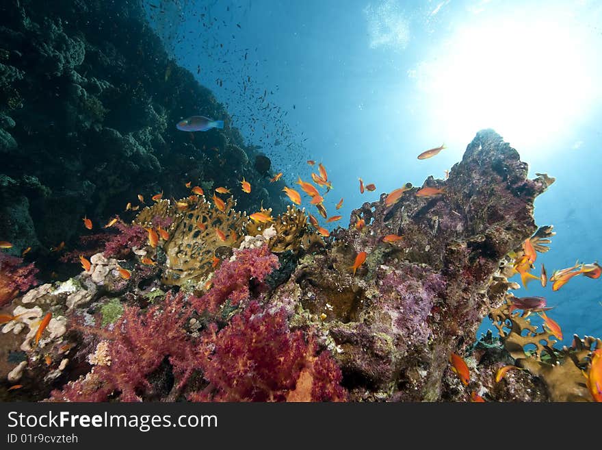 Ocean, sun and fish taken in the red sea.