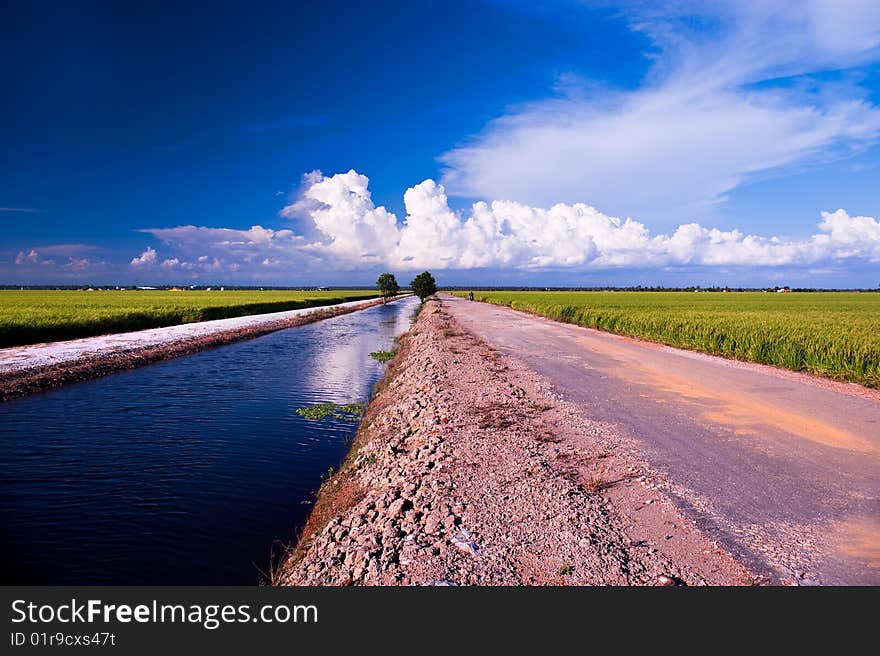 An image of paddy or rice. An image of paddy or rice