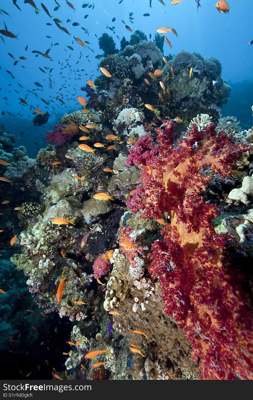 Ocean, sun and fish taken in the red sea.