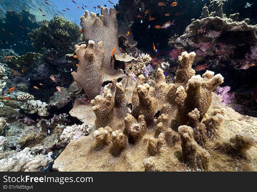 Ocean, coral and fish taken in the red sea.