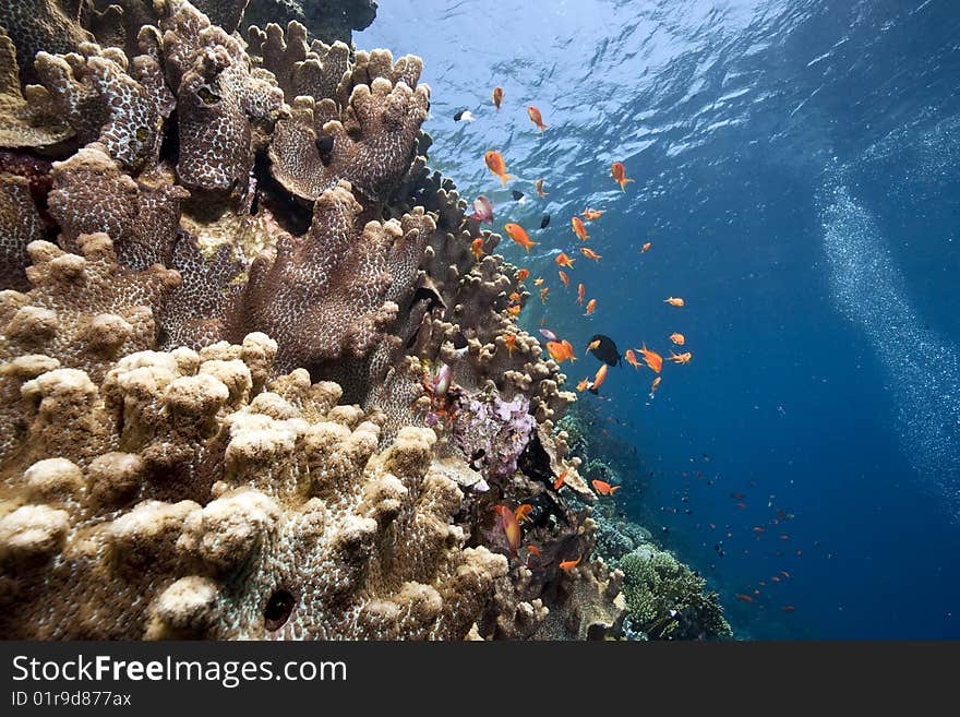 Ocean, coral and fish taken in the red sea. Ocean, coral and fish taken in the red sea.