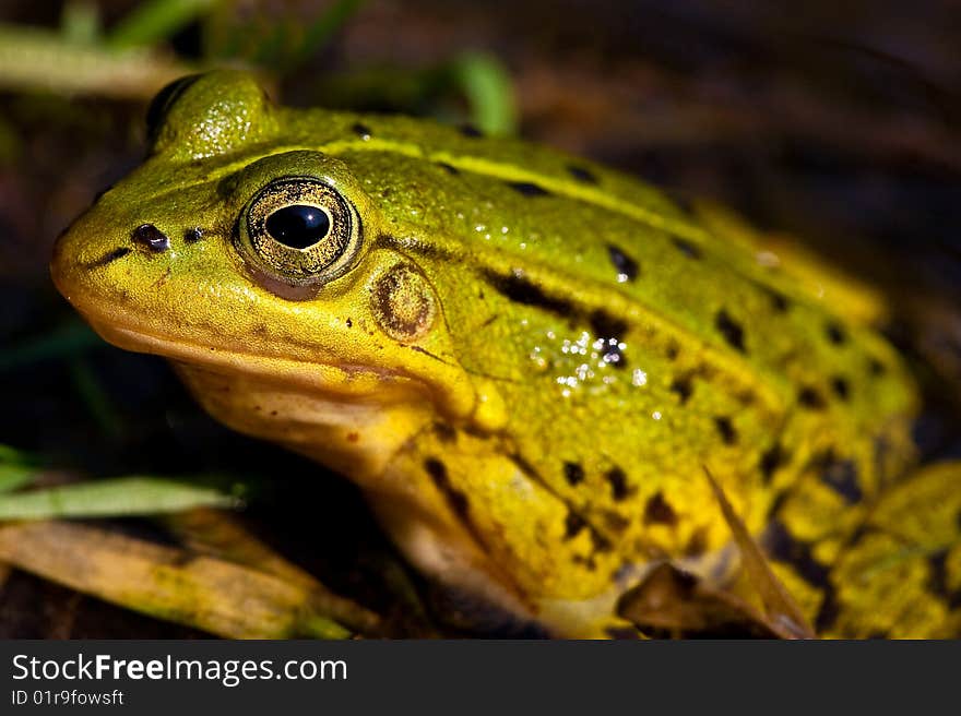 Green frog sitting in shallow water