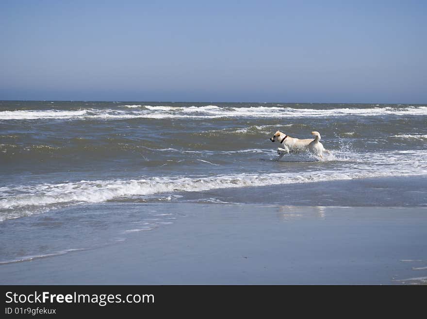 A labrador running from the beach into the ocean. A labrador running from the beach into the ocean