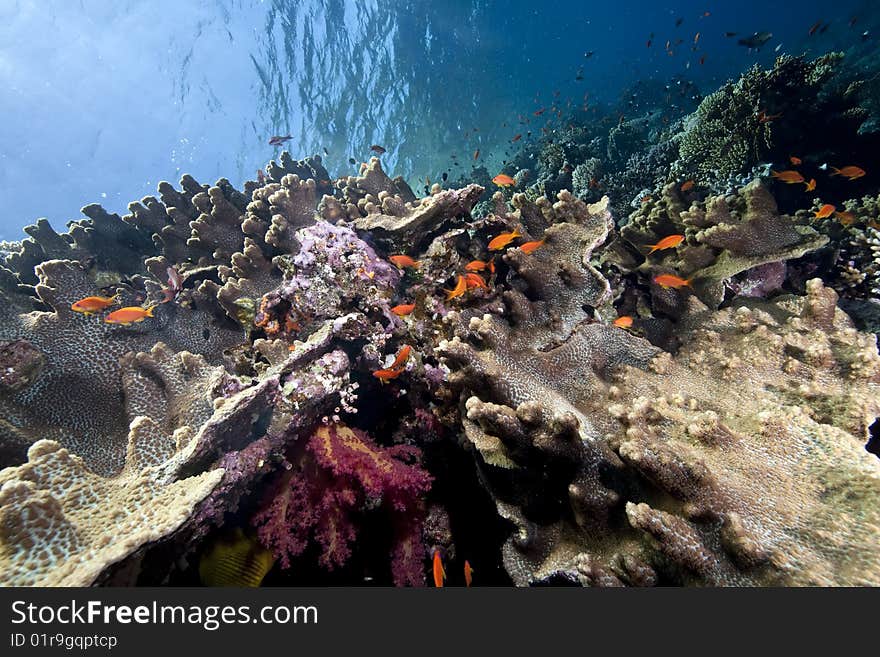 Ocean, coral and fish taken in the red sea. Ocean, coral and fish taken in the red sea.