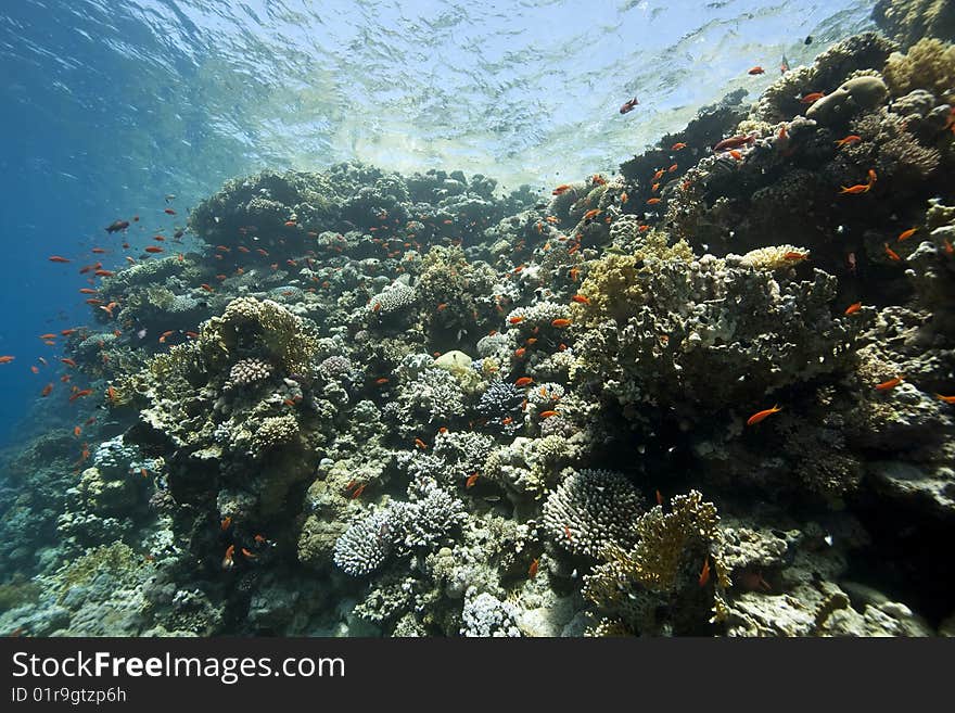 Ocean, coral and fish taken in the red sea. Ocean, coral and fish taken in the red sea.