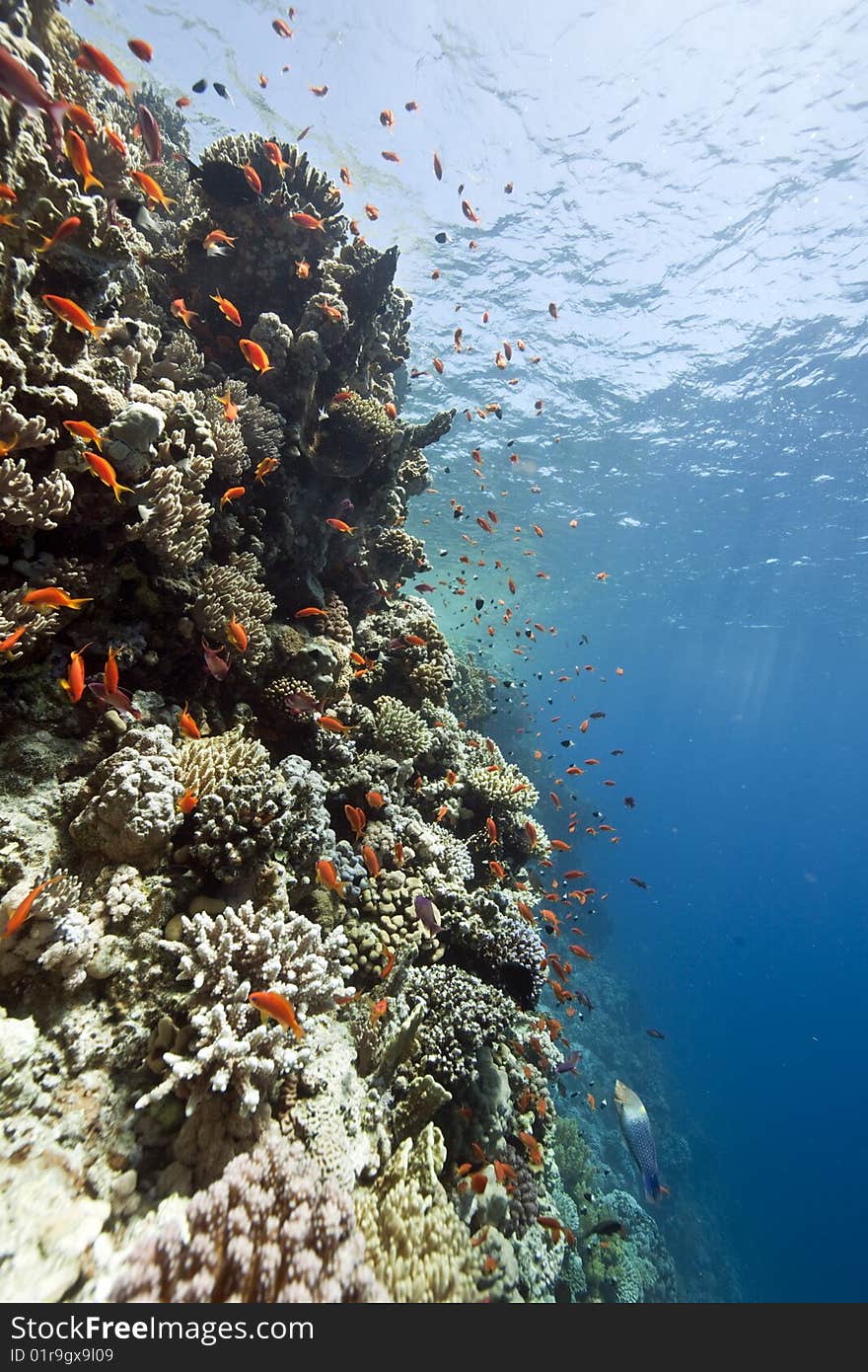 Ocean, coral and fish taken in the red sea. Ocean, coral and fish taken in the red sea.