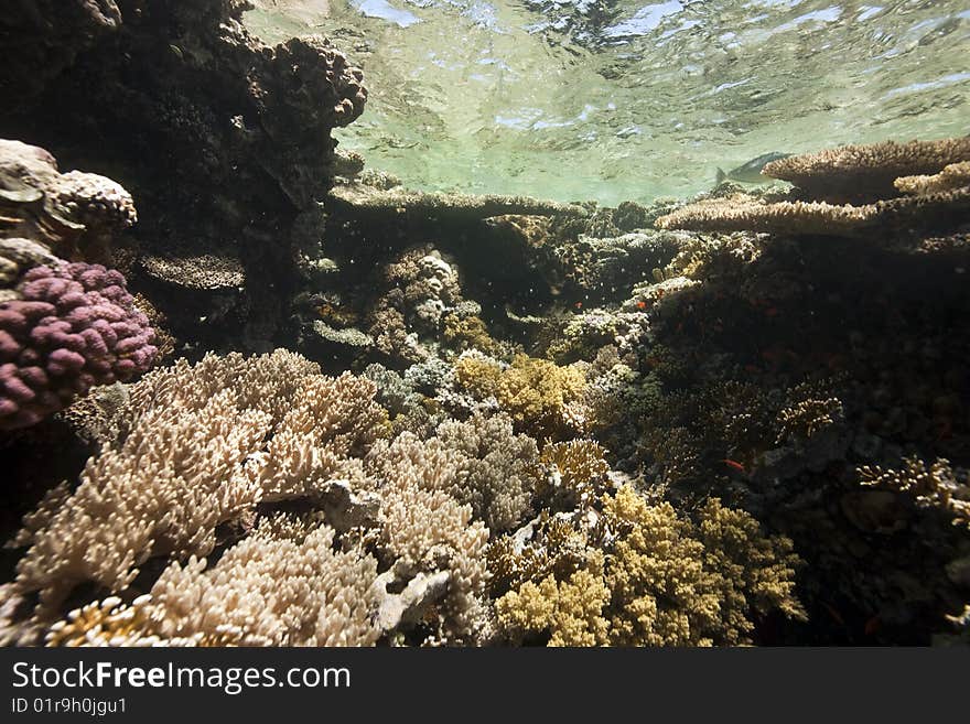 Ocean, coral and fish taken in the red sea. Ocean, coral and fish taken in the red sea.