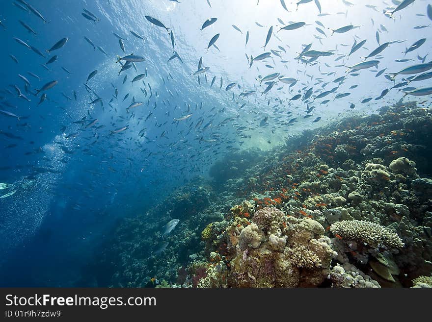 Ocean, sun and fish taken in the red sea.