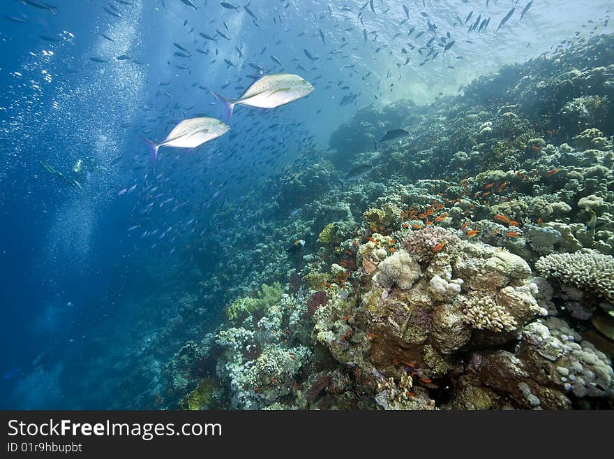 Ocean, sun and fish taken in the red sea.