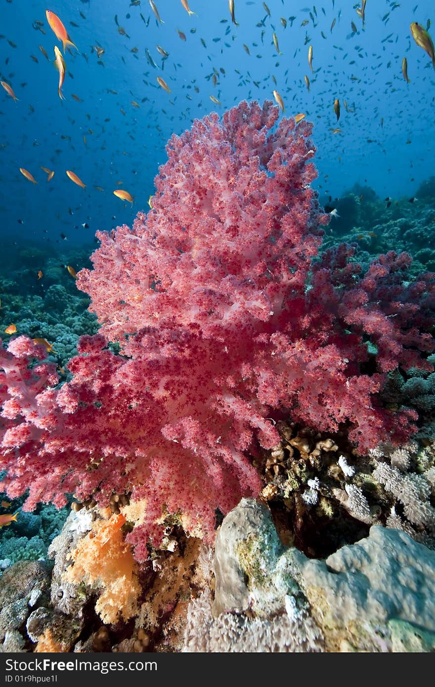 Ocean, sun and fish taken in the red sea.