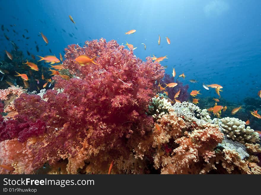 Ocean, sun and fish taken in the red sea.