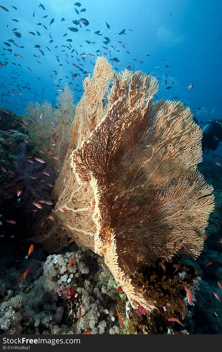 Ocean, sun and fish taken in the red sea.