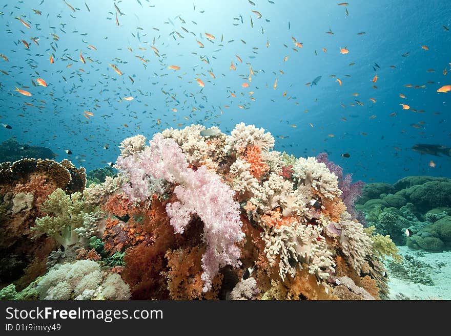 Ocean, sun and fish taken in the red sea.