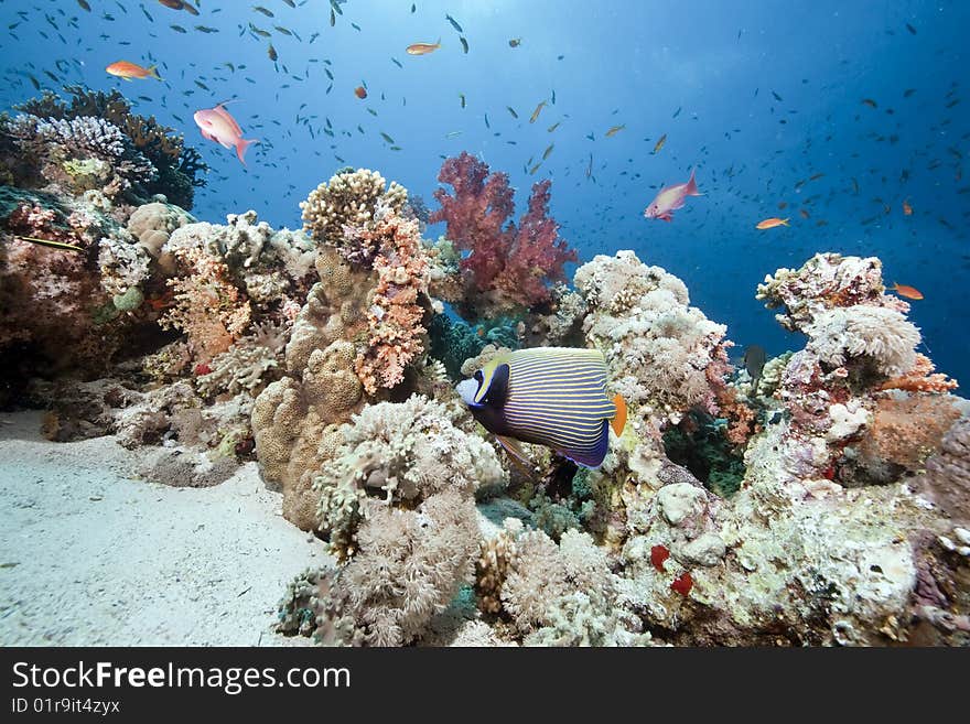 Ocean, sun and fish taken in the red sea.