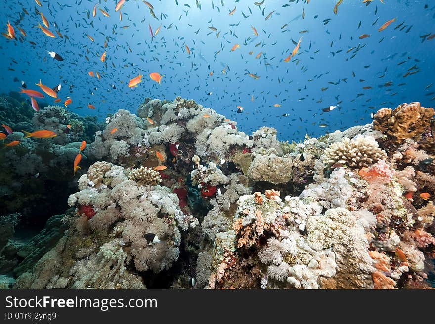 Ocean, sun and fish taken in the red sea.