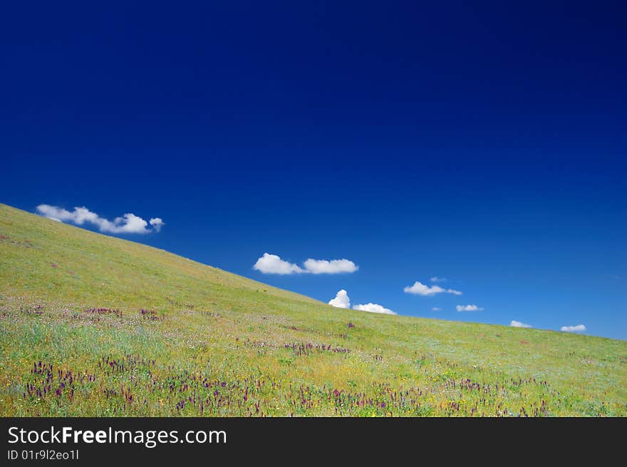 Green meadow with flowers and blue clear sky