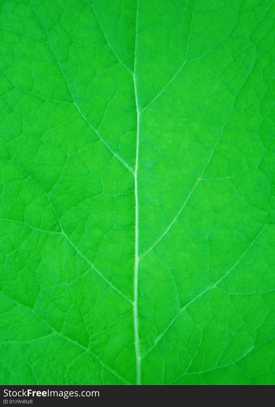 The texture of green leaf close up