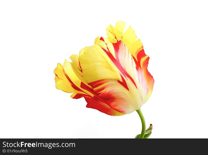 Tulip on the white background