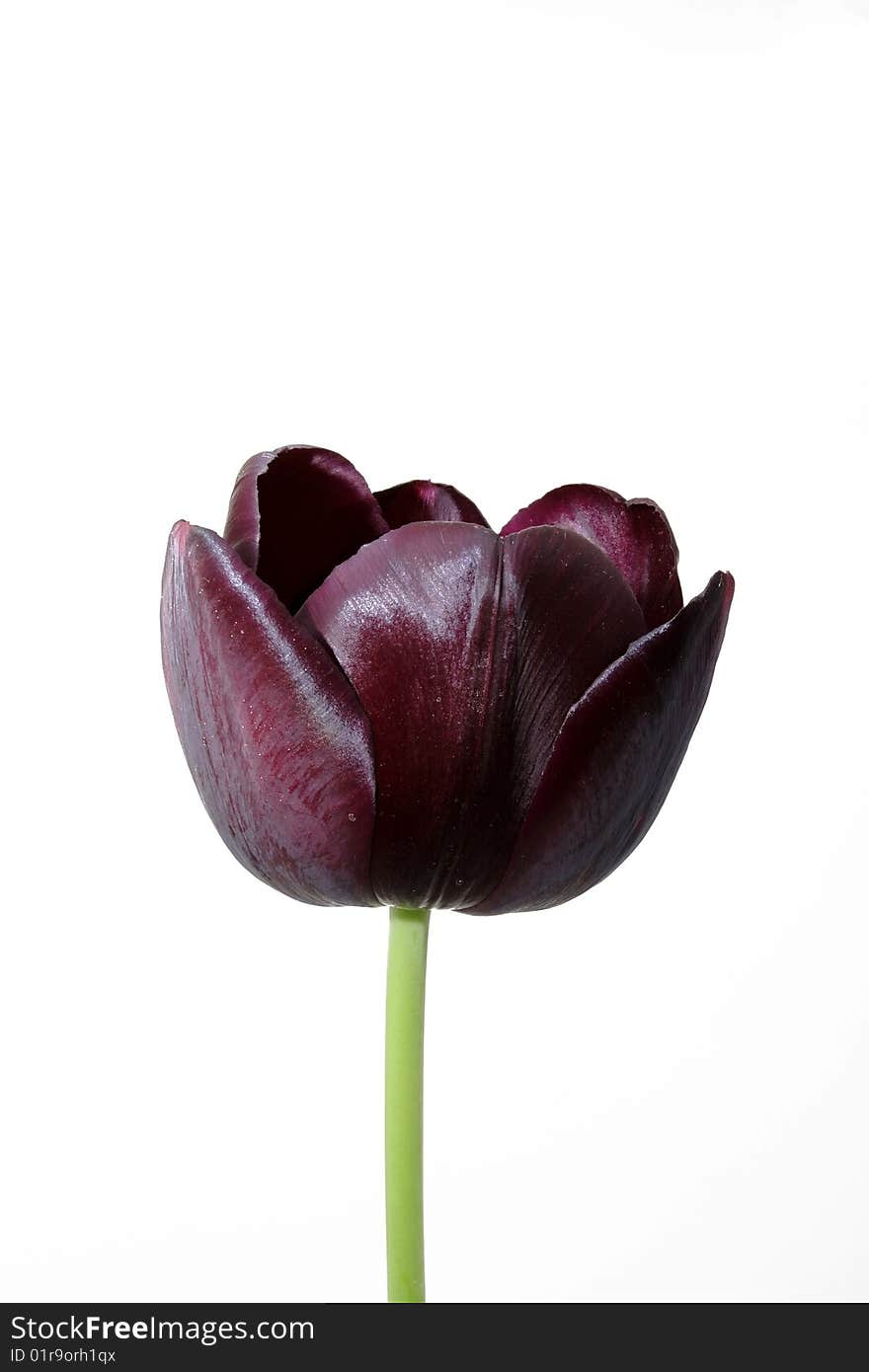 Tulip on the white background