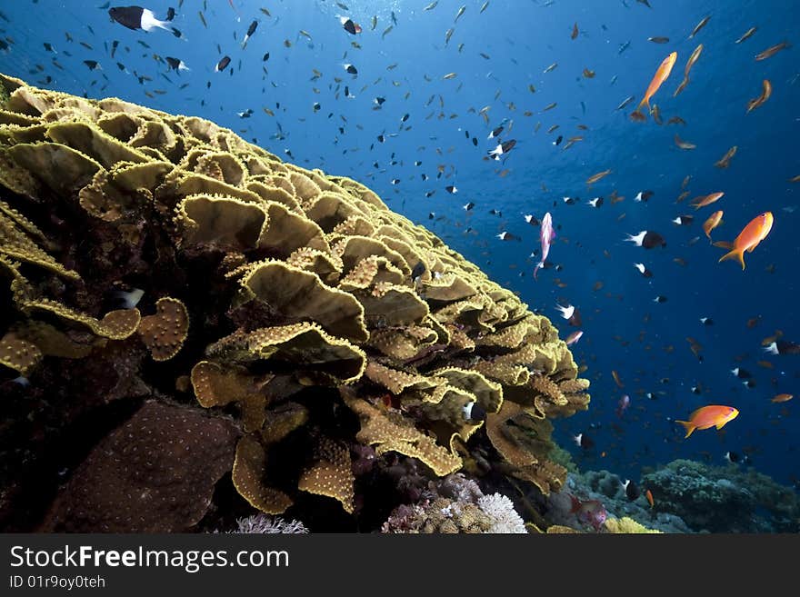 Ocean, sun and fish taken in the red sea.