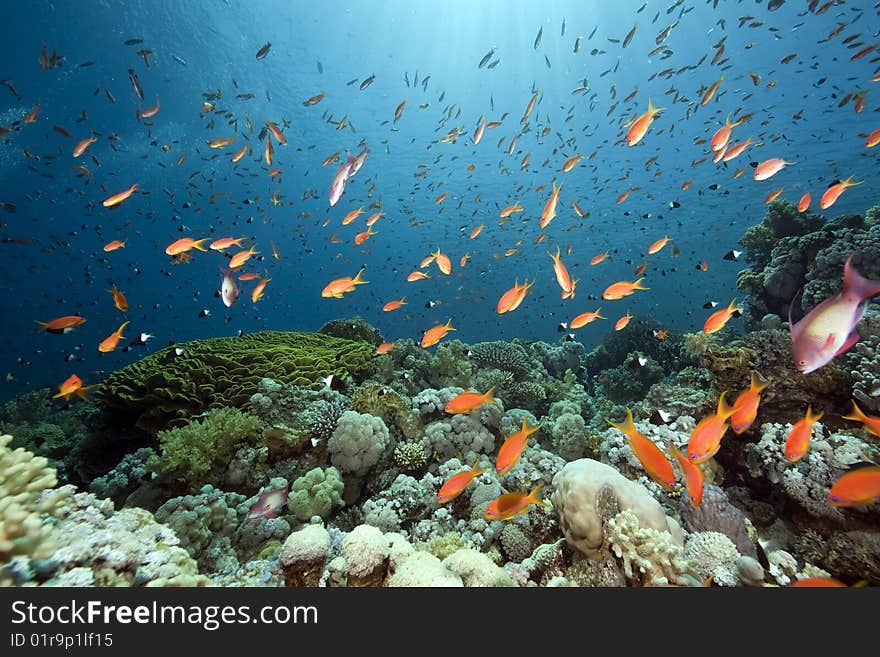 Ocean, sun and fish taken in the red sea.