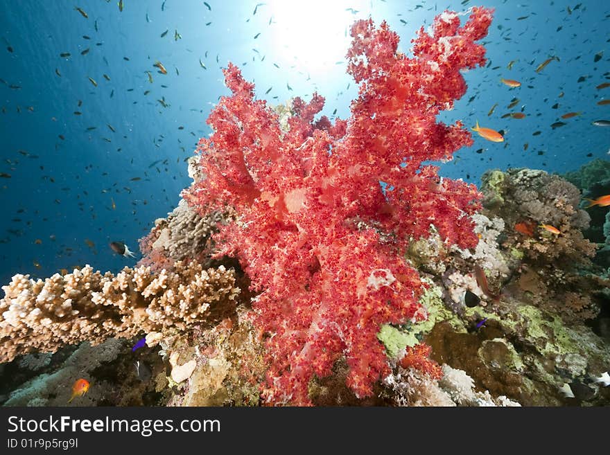 Ocean, sun and fish taken in the red sea.