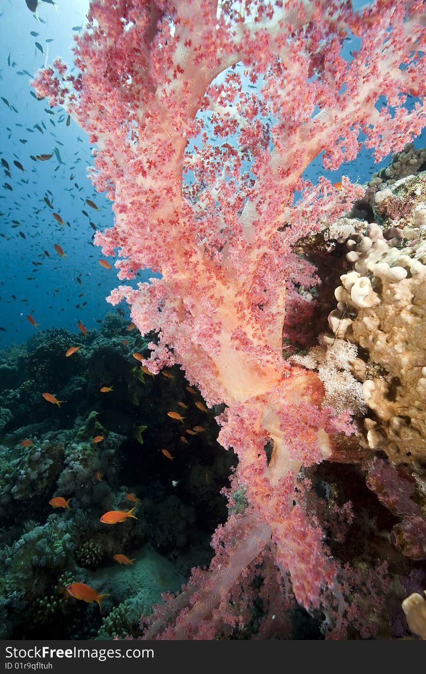 Ocean, sun and fish taken in the red sea.