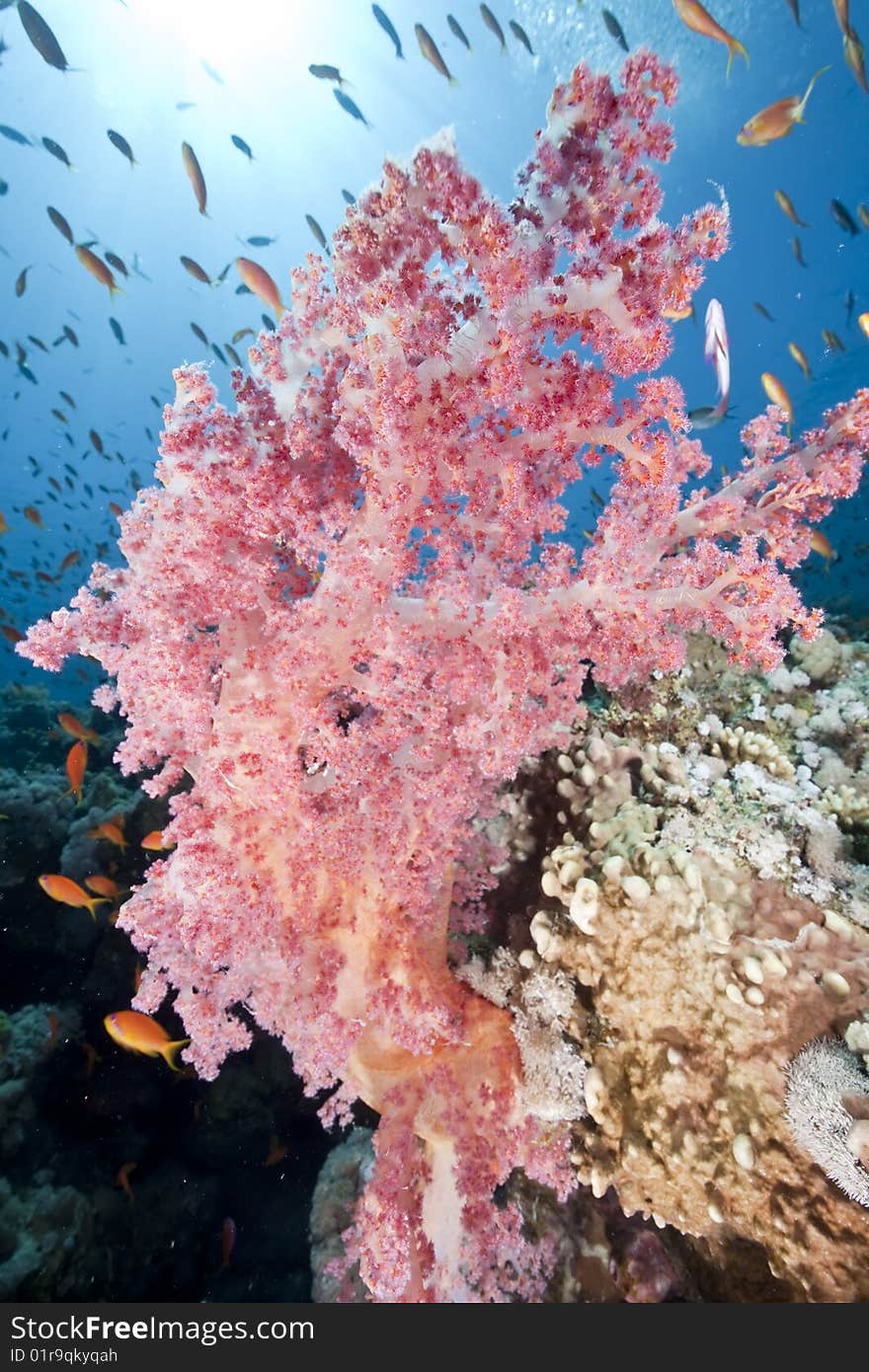 Ocean, sun and fish taken in the red sea.