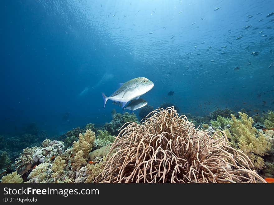 Ocean, sun and fish taken in the red sea.