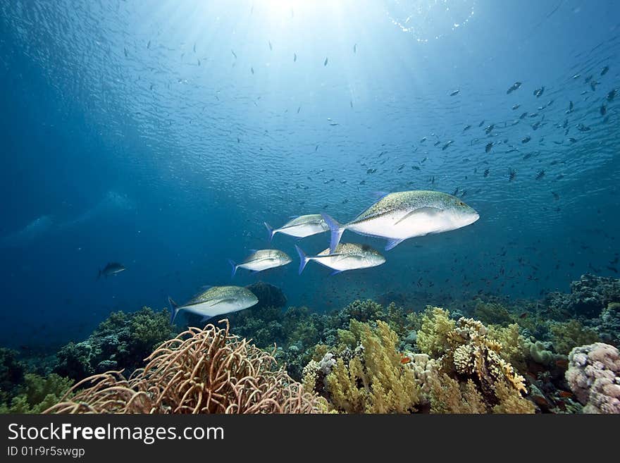 Ocean, sun and fish taken in the red sea.