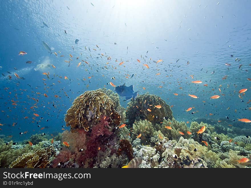 Ocean, sun and fish taken in the red sea.