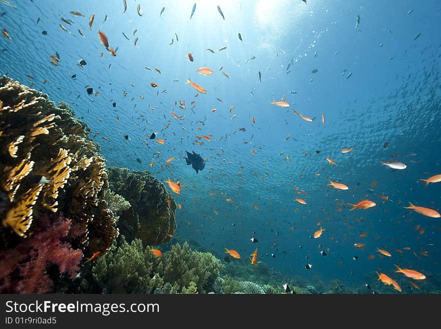 Ocean, sun and fish taken in the red sea.