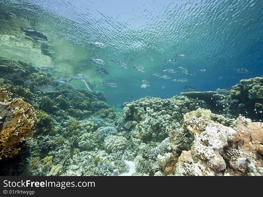 Ocean, sun and fish taken in the red sea.