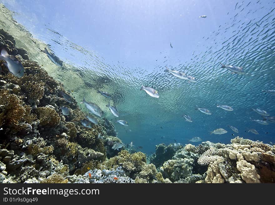 Ocean, sun and fish taken in the red sea.