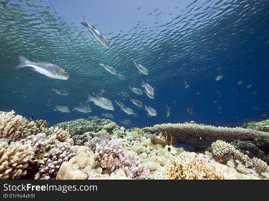 Ocean, sun and fish taken in the red sea.