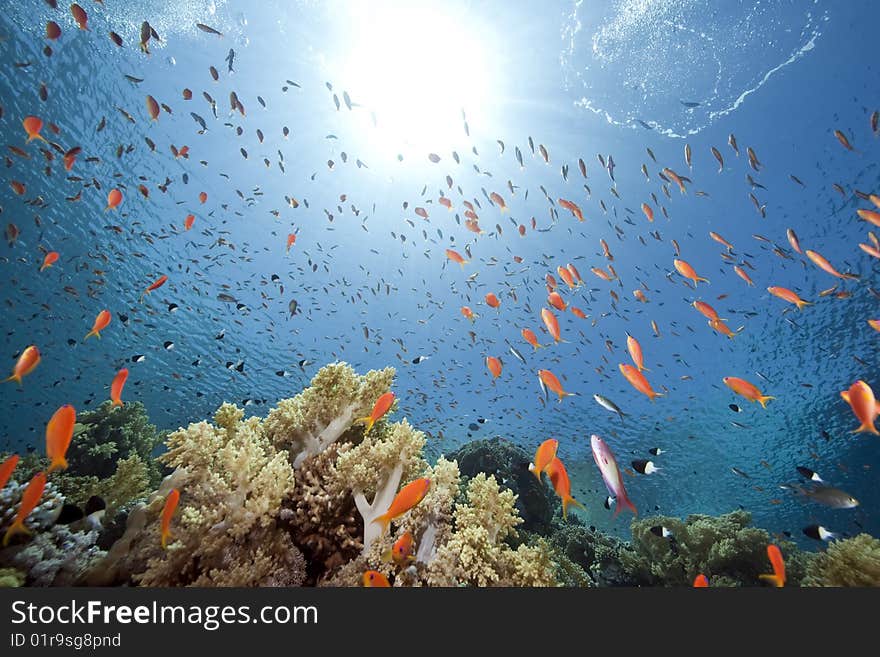 Ocean, sun and fish taken in the red sea.