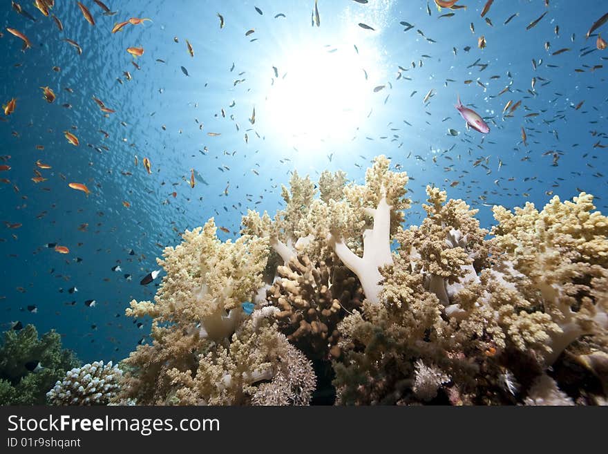 Ocean, sun and fish taken in the red sea.