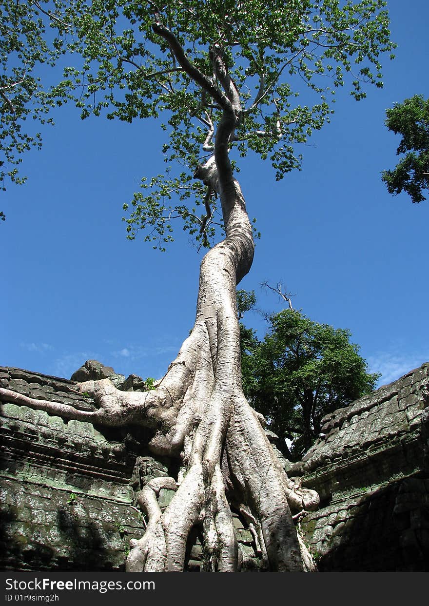 Photo of a tree growing on the Ta Prohm temple near angkor wat and siem reap. Photo of a tree growing on the Ta Prohm temple near angkor wat and siem reap.