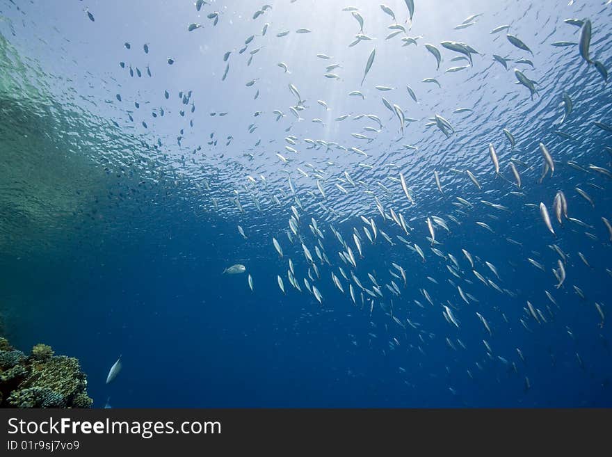 Ocean, sun and fish taken in the red sea.