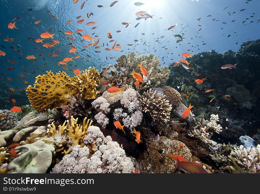 Ocean, sun and fish taken in the red sea.