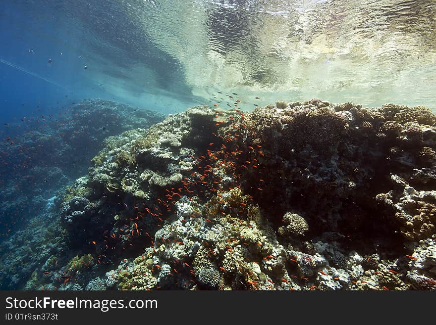 Ocean, sun and fish taken in the red sea.